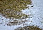 Witte kwikstaart (White wagtail) Motacilla alba - Kharkhorin 16-08-2016 (1)